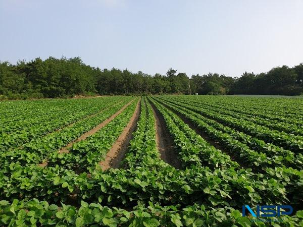 NSP통신-2022년 7월 비금면 콩 재배 생육사진 (사진 = 신안군)