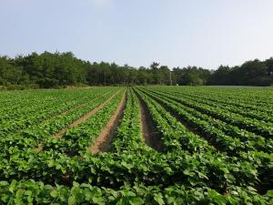 [NSP PHOTO]신안군, 콩 계약재배로 농가 소득 증대 기여
