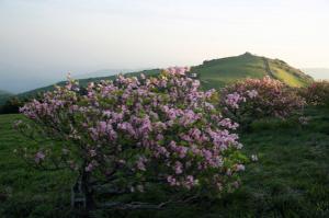 [NSP PHOTO]영주시, 소백산철쭉제 오는 27일 개막...연분홍빛 철쭉의 향연 펼쳐져