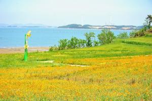 [NSP PHOTO]신안군,수선화의 섬 선도 금영화 활짝 펴 노랑 물결 장관