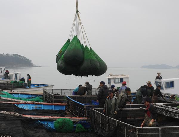 NSP통신-물김 위판하는 모습 (사진 = 진도군)
