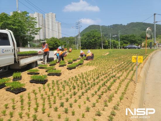 NSP통신-석정 삼거리 여름꽃 식재