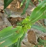 [NSP PHOTO]여수시, 열대거세미나방 옥수수 피해방지 총력