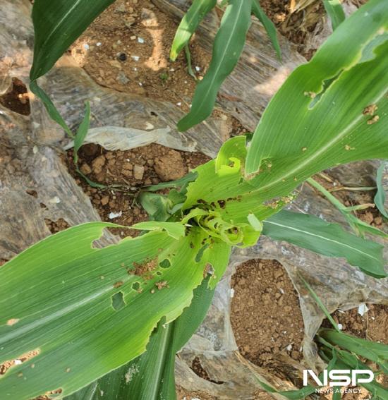 NSP통신-열대거세미나방이 옥수수 여린 잎을 갉아 먹어 피해를 주고 잇다. (사진 = 여수시)