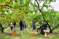 [NSP PHOTO]장성군,  영농철 농촌 일손돕기 구슬땀