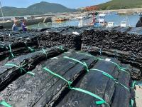 [NSP PHOTO]완도군, 금일 건다시마 첫 위판 올해 생산량 높을 것으로 전망