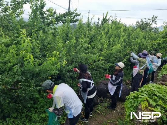 NSP통신-광양시 농업지원과 직원 옥룡면 매실 재배 농가 방문해 매실 수확 (사진 = 광양시청)