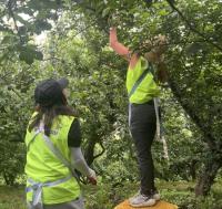 [NSP PHOTO]광양시, 주부명예기자단 매실따기 농촌일손돕기 나서