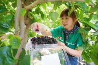 [NSP PHOTO]해남군,초여름의 보랏빛 추억 새콤달콤 오디맛에 반하다