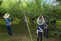 [NSP PHOTO]광양경제청, 영농기 농촌일손 돕기 나서