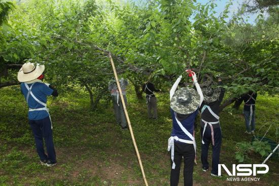 NSP통신-광양만권경제자유구역청 직원들 매실수확 (사진 = 광양만권경제자유구역청)