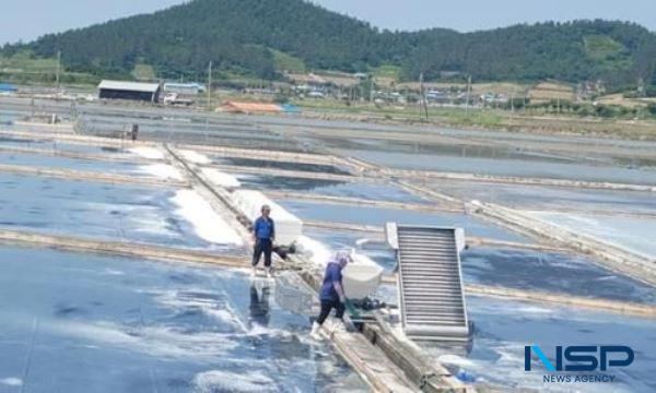 NSP통신- (사진 = 신안군)