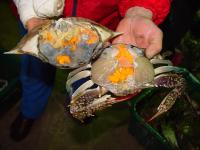 [NSP PHOTO]진도군 서망항, 알 꽉차고 맛이 일품 봄꽃게 위판 한창