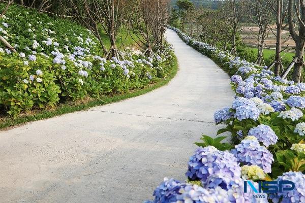 NSP통신-신안 도초 수국공원 (사진 = 신안군)