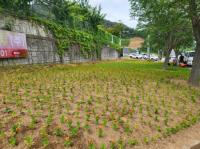 [NSP PHOTO]광양시농촌지도자회, 여름꽃으로 도시의 활기를 불어넣다