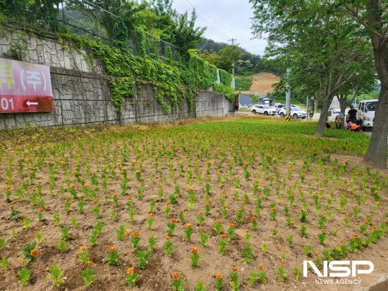 NSP통신-광양읍 사곡리 도로변 공터에 여름꽃 심기 (사진 = 광양시청)
