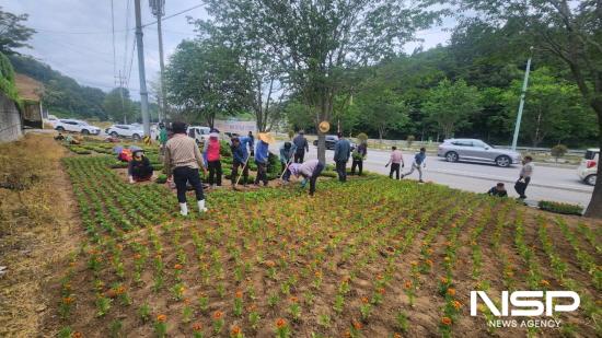 NSP통신-한국농촌지도자 광양시연합회 회원들 주황색 메리골드 식재 (사진 = 광양시청)