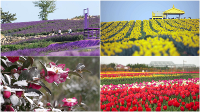 [NSP PHOTO]신안군,KBS 다큐ON 지역의 부활 365일 꽃이 피는 섬 방영