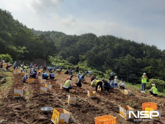 NSP통신-옥실정보화마 지역 봉사단체와 감자 캐기 체험행사 (사진 = 광양시청)