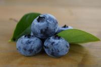 [NSP PHOTO]해남군,맛도 크기도 수퍼푸드 또아리 블루베리 수확 한창