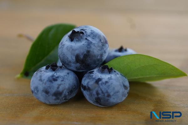 NSP통신-또아리 블루베리 (사진 = 해남군)