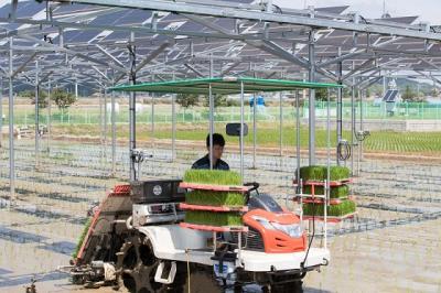 [NSP PHOTO]군산시, 영농형 태양광 재배모델 실증지원사업 첫 모내기 실시