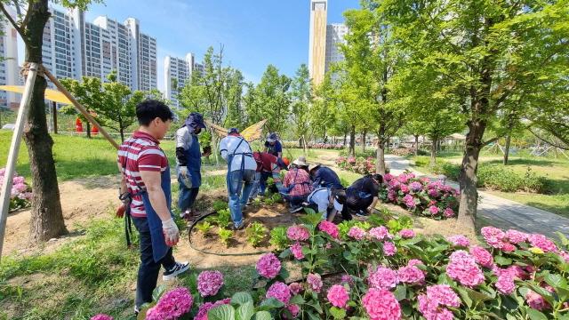 NSP통신-13일 새빛수원 손바닥정원단이 수국정원을 조성하는 모습. (사진 = 수원시)