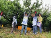 [NSP PHOTO]정인화 광양시장, 농업지원과 직원들과 함께 농촌 일손돕기 적극 참여
