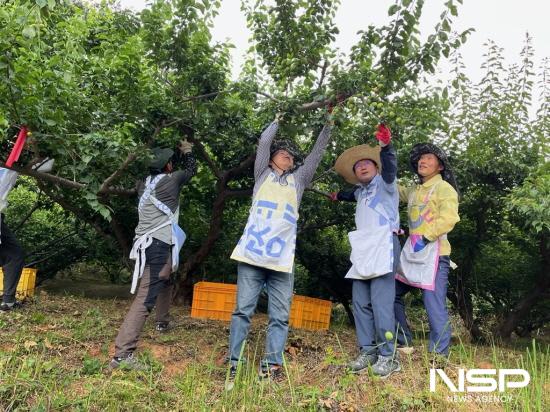 NSP통신-정인화 광양시장 농업지원과 직원들과 함께 매실 수확 (사진 = 광양시청)