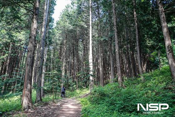 NSP통신-진안 부귀 편백숲 전경 (사진 = 진안군)