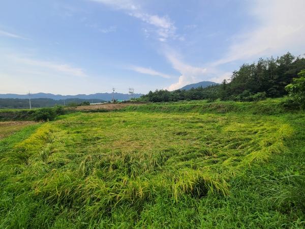 NSP통신- (사진 = 강진군)