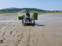 [NSP PHOTO]해남군, 간척지 율무 재배로 벼 대체작목 적극 권장