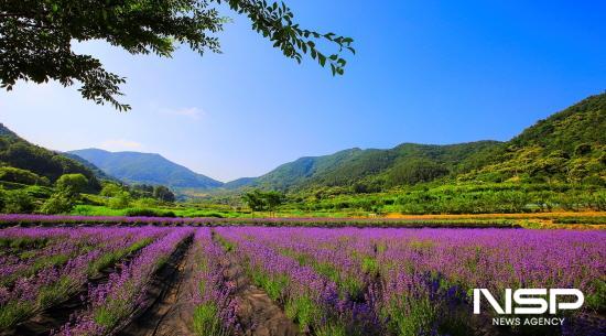 NSP통신-광양시 본정마을 라벤더 농장 (사진 = 전라남도)