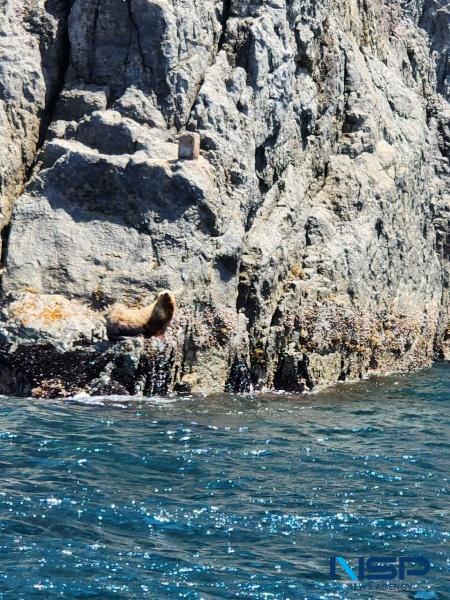 NSP통신-해양생태계보호구역인 신안 가거도 인근 녹섬에서 관찰된 멸종위기 큰바다사자 (사진 = 신안군)