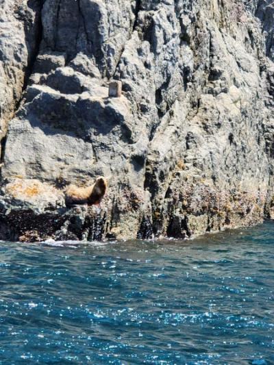 [NSP PHOTO]신안군, 100여 년 만에 신안에 돌아온 큰바다사자