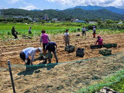 [NSP PHOTO]속초 노학동 통장협의회, 보람농장 햇감자로 사랑나눠