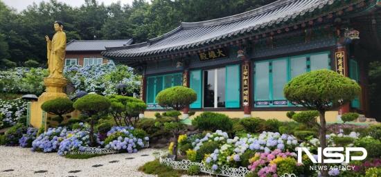 NSP통신-광양시 옥곡면 월앙리 사찰 길상사에 수국 절정 (사진 = 광양시청)