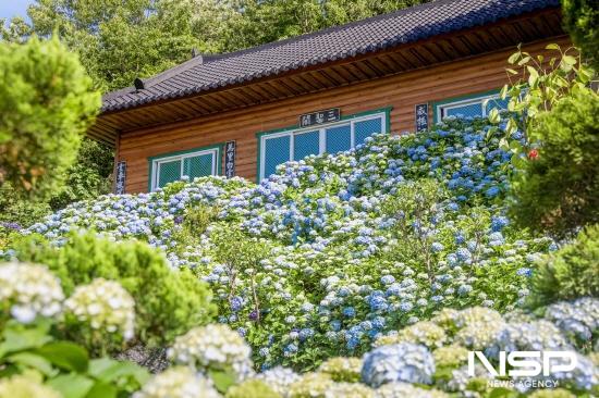 NSP통신-길상사 소담하게 핀 수국 절정 (사진 = 광양시청)