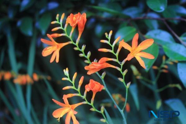 NSP통신- (사진 = 신안군)