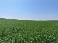 [NSP PHOTO]무안군, 조사료 트리티케일 종자 보급