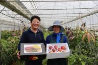 [NSP PHOTO]보성군, 고품질 애플망고 본격 출하!