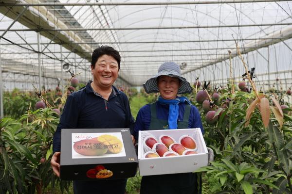 NSP통신-보성군 회천면 화죽리 애플망고 농가 부부가 수확한 애플망고 박스를 들고 웃음꽃을 피우고 있다.[사진=보성군]
