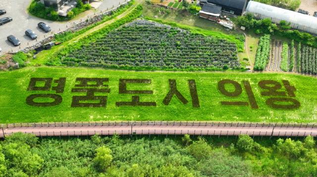 -학의동 백운호수 일대에 조성된 벼아트 모습 사진 의왕시