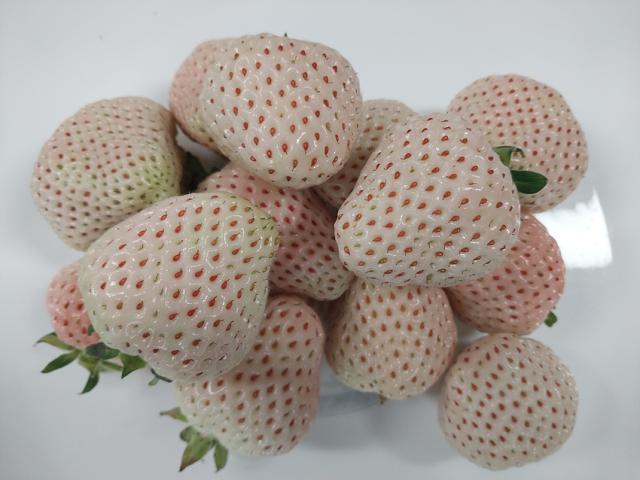 NSP통신-양양군에서 육성하고 있는 샤이투 딸기. (사진 = 양양군)