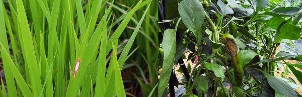 NSP통신- (사진 = 나주시)