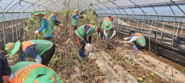 NSP통신-광명시민 등 50여 명이 21일 청주시 옥산면 환희리 일대 호박농장을 찾아 비닐하우스 복구 작업을 하고 있다. (사진 = 광명시)