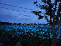 [NSP PHOTO]회산백련지의 무안연꽃축제 훈훈한 마무리