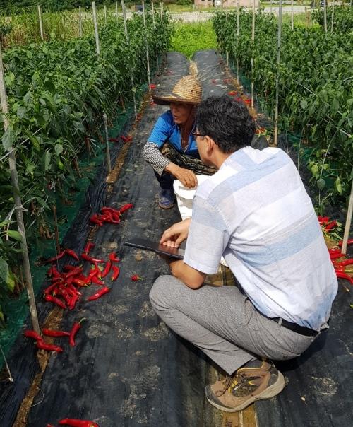 NSP통신-강진군농업기술센터가 관내 고추 재배 포장을 점검하고 있다. (사진 = 강진군)