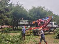 [NSP PHOTO]광양시, 도심공원 수목 전정 작업 한창