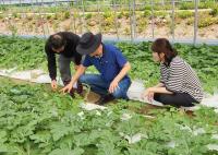 [NSP PHOTO]정읍시, 씨 없는 수박 장마 후 수확기 생육 및 품질관리 당부